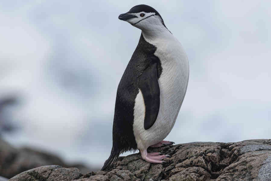 Pingüino Chinstrap - Antártida 14.jpg